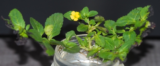 The plant retrieved from the carpark lot photo
